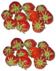 Erdbeeren-2x10.jpg